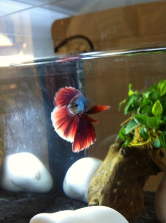 Betta splendens